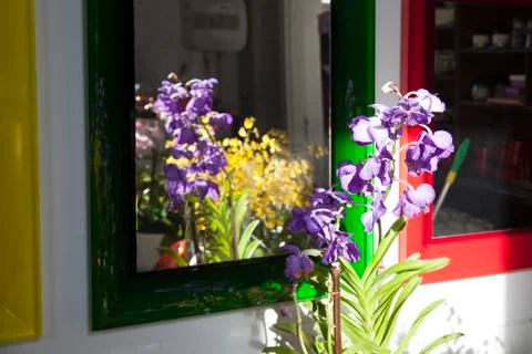 Flowers in the mirror Stock Photos