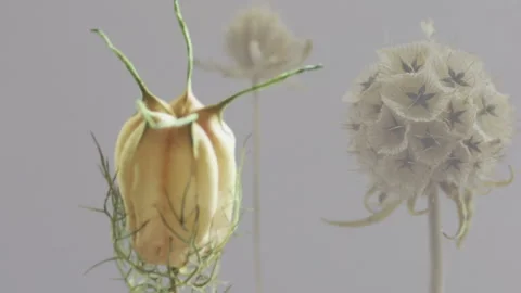 Flowers mixed long version forty seconds looping with no overlapped elements Stock Footage 196938541