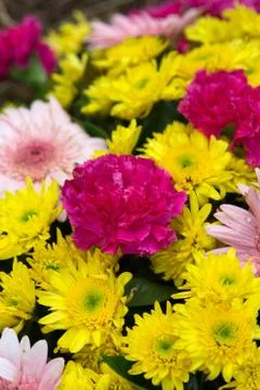 Flowers mixed Stock Photos
