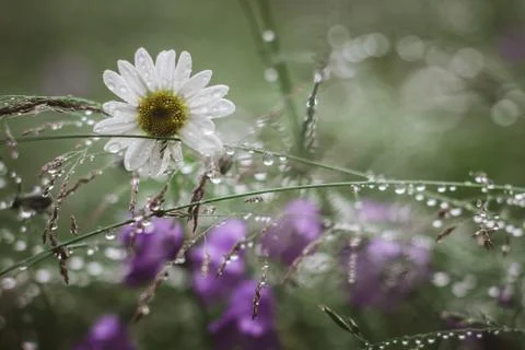 Flowers in the morning dew Stock Photos