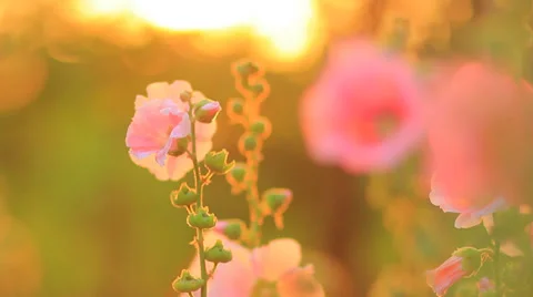 Flowers in the morning Stock Footage 37857776