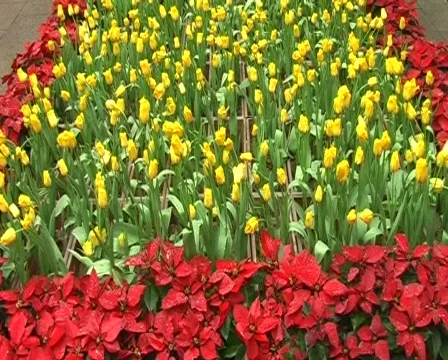 Flowers motion background Stock Footage 144762