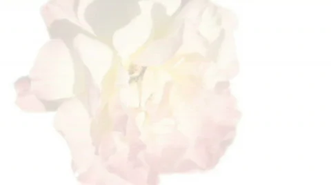 Flowers Motion Background  Video stock 244735