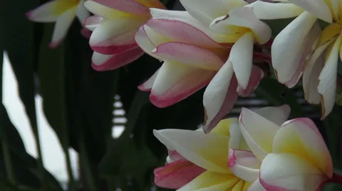 Flowers motion Video stock 38321922