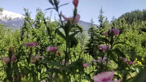 Flowers mountain blue sky Stock Footage 239298987