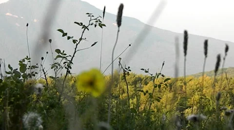 The flowers on the mountain Chater-Dag 스톡 동영상 27592050