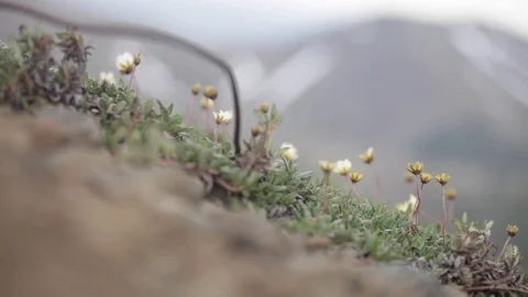 Flowers on the mountain 스톡 동영상 124291167
