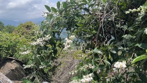 Flowers in the mountain Stockbeeldmateriaal 336844789