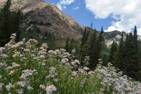 Flowers, Mountain, Forest Stock Photos