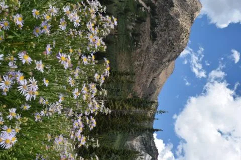 Flowers, Mountain, Forest Stock Photos