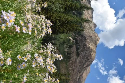 Flowers, Mountain, Forest Stock Photos
