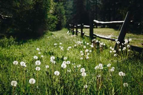 Flowers on the mountain Stock Photos