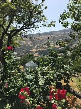 Flowers in the mountain Stock Photos