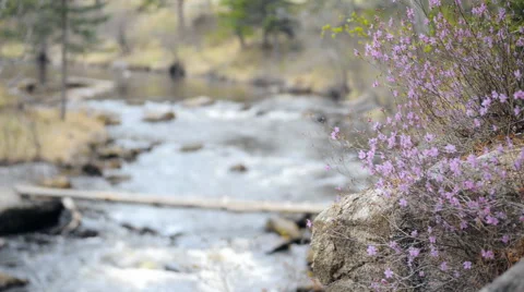 Flowers on a mountain river and rolling over the bridge person Vidéo 57456671