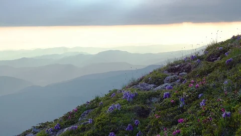 Flowers on a mountain slope Stock Footage 106676776