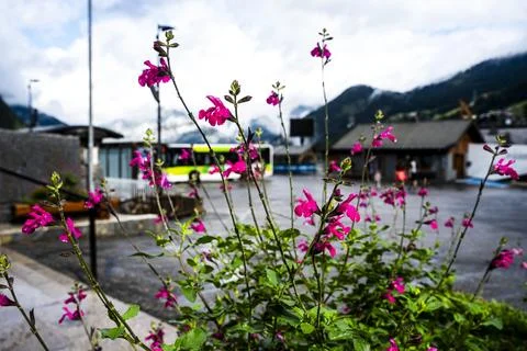 Flowers in the mountains- Chatel Stock Photos