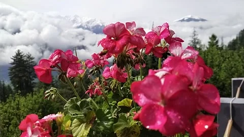 Flowers in mountains clouds Stock Footage 240842149