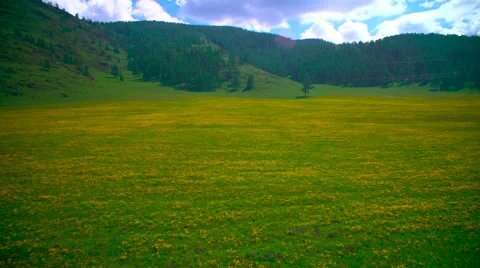 Flowers in the mountains Stock Footage 63982166