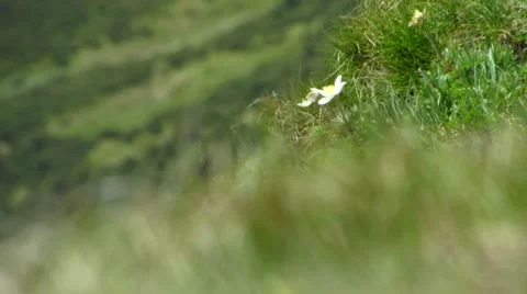 Flowers in the mountains Stock Footage 68796879