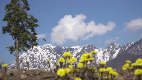 Flowers in the mountains Vidéo 74559678