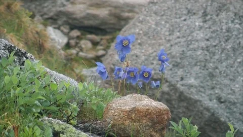Flowers in the mountains Stock-Footage 83695734