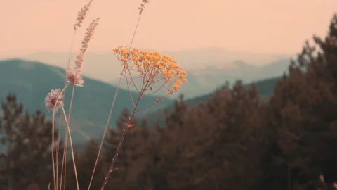 Flowers in the mountains Stock Footage 151898099