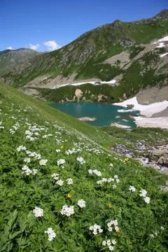 Flowers in mountains Stock Photos