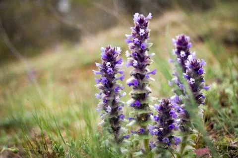 Flowers in the mountains Stock Photos