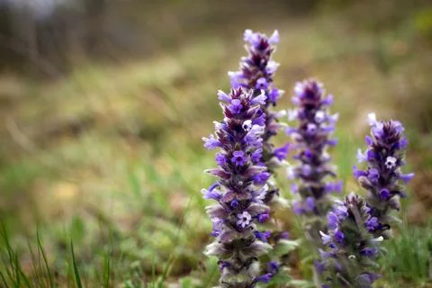 Flowers in the mountains Stock Photos