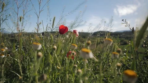 Flowers in the mountains of Spain Stock Footage 273240572