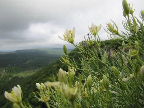 Flowers at the mounting Stock Photos
