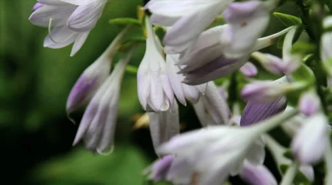 Flowers in Movement Video stock 42010545
