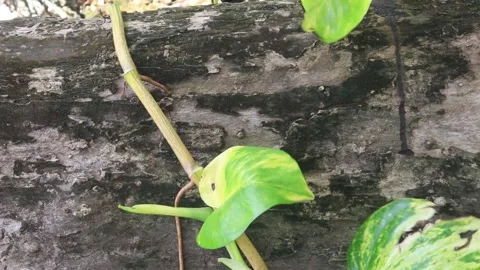 Flowers moving slowly  (1) Stock-Footage 296731903