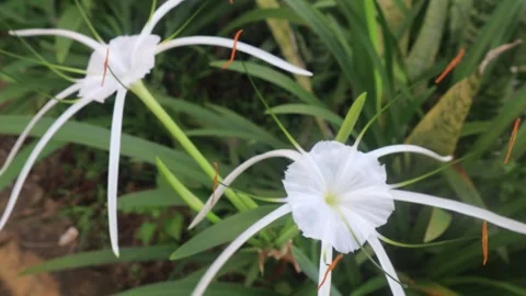 Flowers moving slowly  2 Stock Footage 296732049