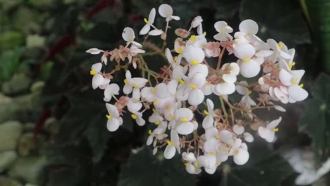 Flowers moving slowly (4) Video stock 296732048