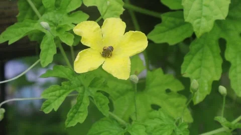 Flowers moving slowly  (5) Stock Footage 296732026