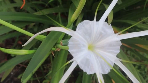 Flowers moving slowly  Video stock 296732065