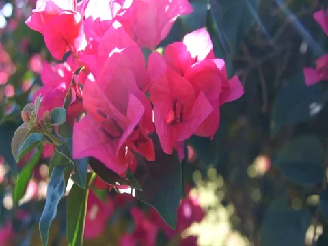 Flowers moving in the summer breeze 스톡 동영상 78199706