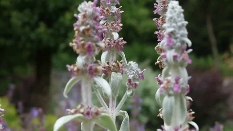 Flowers Moving in the Wind Stock Footage 77344867