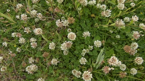 Flowers moving in the wind Stockbeeldmateriaal 155573558
