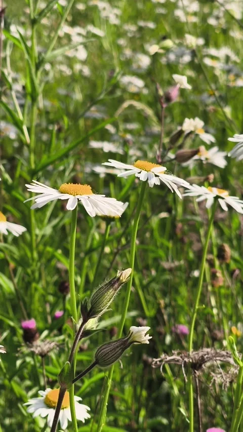 Flowers moving with the wind Stock Footage 336827921
