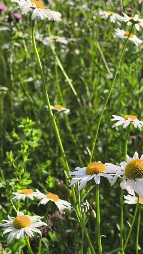 Flowers moving with the wind Stock Footage 336828110
