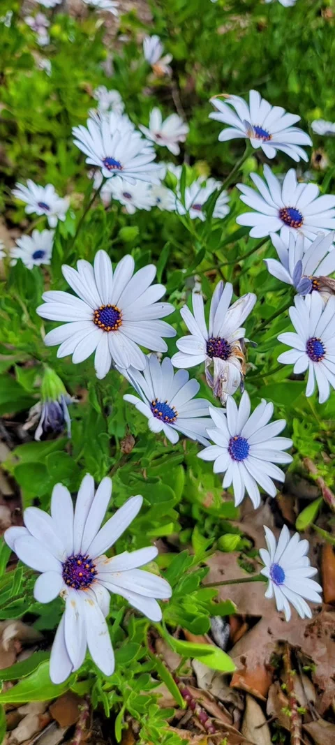 Flowers with multi color Stock Footage 304777273