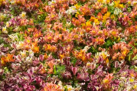 Flowers of Multiple Hues Stock Photos
