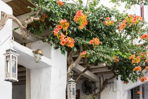 Flowers in Mykonos - Greece Stock Photos