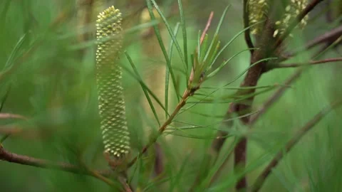 Flowers - Native Plants Stock Footage 172429042