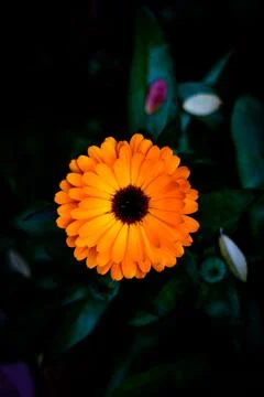 Flowers - Native Plants Stock-Fotos
