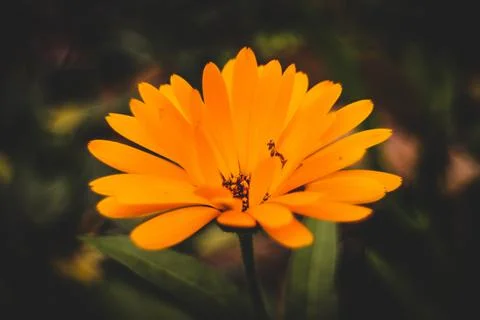 Flowers - Native Plants Stock-Fotos