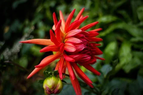 Flowers - Native Plants Stock-Fotos