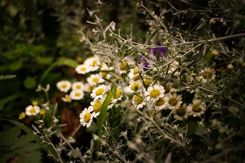 Flowers - Native Plants Stock-Fotos